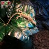 Kỳ đà thằn lằn Desert Monitor