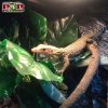 Kỳ đà thằn lằn quince monitor (đặc điểm nổi bật)
