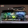Trang trí chuồng bò sát cho khách hàng