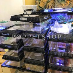 Hộp nuôi chuyên dụng cho trăn rắn tắc kè