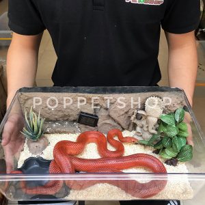 rắn mũi lợn hognose