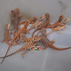 Rồng úc "Het Trans" - Gen lặn của trans