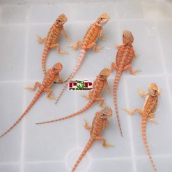 Rồng Úc Hypo Orange Red Trans (gen thuần chủng)