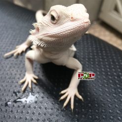 Rồng úc Hypo Zero Bearded (màu xi măng)