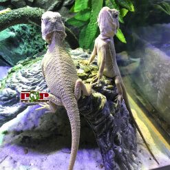 Rồng úc hypo zero - xi măng trắng