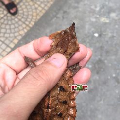 Rùa lá mata mata - cỗ máy săn cá thời tiền sử !