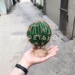 Xương rồng trang trí chuồng bò sát - Cầu Tròn