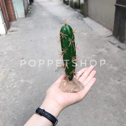 Xương rồng trang trí chuồng bò sát - 1 nhánh