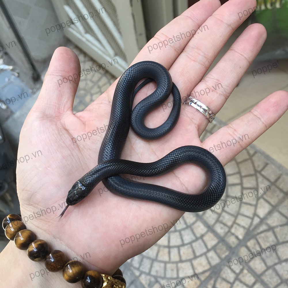 Rắn Vua Mexican Black King Snake (Kháng Độc) » Pop Pet Shop