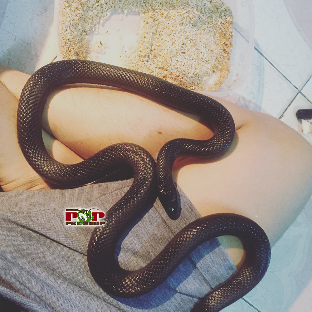 Rắn Vua Mexican Black King Snake (Kháng Độc) » Pop Pet Shop