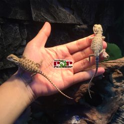 Rồng úc giá rẻ nhất Hà Nội HCM (đền tiền)