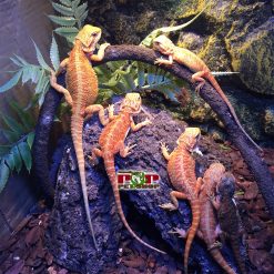 Rồng úc Hypo Trans giá thấp nhất bao nhiêu ?