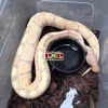 Trăn bóng Banana Chuối Tiêu Ball Python