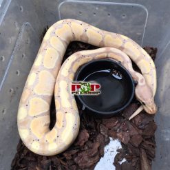 Trăn bóng Banana Chuối Tiêu Ball Python