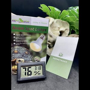 mắt rùa châu phi