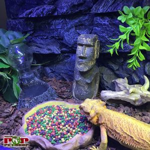 rồng úc bearded hà nội hcm