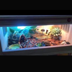 Chuồng gỗ bò sát cỡ nhỏ - D50 x R30 x C30