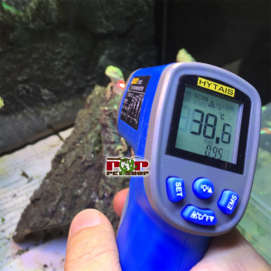 rồng úc bearded hà nội hcm