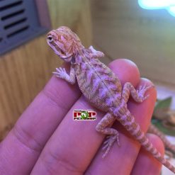 Rồng Úc Hypo Orange (Het Trans)
