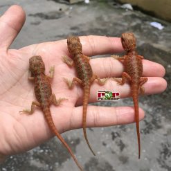 Rồng úc Hypo Red Trans (Het Zero)