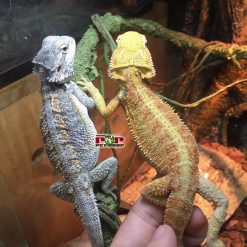 Rồng Úc Paradox - Nghịch Lý