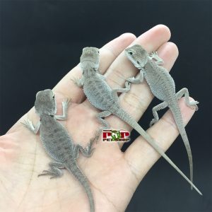 rồng úc bearded hà nội hcm