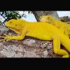 Rồng nam mỹ Albino Iguana - Đột Biến Mắt Đỏ