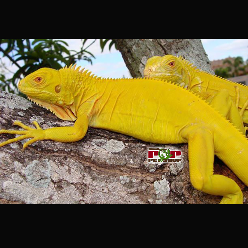 rongnammyalbinoiguana3