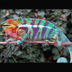 Tắc kè bông Panther Chame Ambato