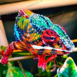 Tắc kè Bông Panther Chame Ambilobe