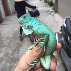 Rồng nam mỹ blue - Xanh Dương kèm 11 dịch vụ
