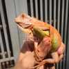 Rồng Nam Mỹ Hypo Red - Thời tới ! Cản không nổi.