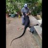 Kỳ Đà Hoa Đen - Hôi - Vạm Vỡ - Black Water Monitor