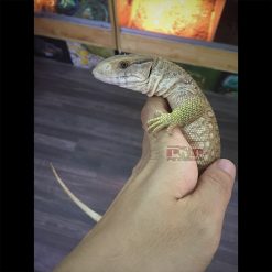 Kỳ Đà Savannah Monitor 4 tháng tuổi (size 30 35cm)
