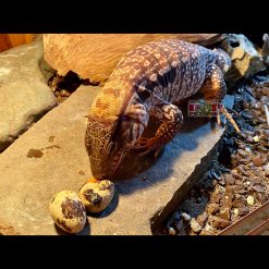 Kỳ Đà Red Tegu Argentina Baby - Có Sẵn, Bảo Hành