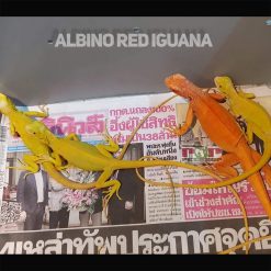 Rồng Nam Mỹ Albino Red - Đột Biến Đỏ