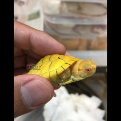 Rùa Tai Đỏ Albino - Hiếm lắm cả nhà !