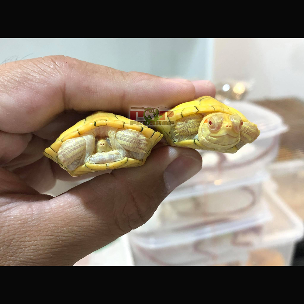 ruataidoalbino2