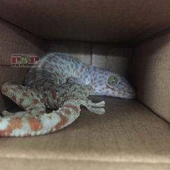 Tắc Kè Bông nuôi kiểng - Dễ gần nếu biết cách !