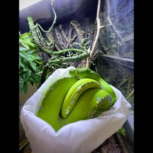 trăn cây green tree python