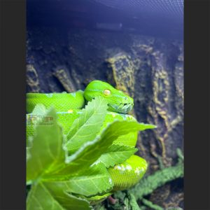 trăn cây green tree python