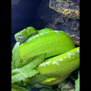 trăn cây green tree python