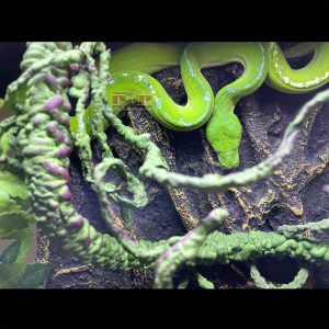 trăn cây green tree python