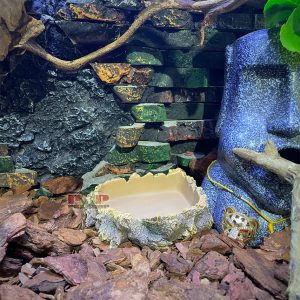 Rắn Bò - Bullsnake