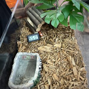 rắn mũi lợn hognose