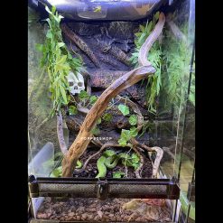 Chuồng Kính Bò Sát - Hàng Công Ty - Tặng Kèm Background