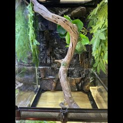 Chuồng Kính Bò Sát - Hàng Công Ty - Tặng Kèm Background