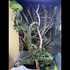 Chuồng Kính Bò Sát - Hàng Công Ty - Tặng Kèm Background