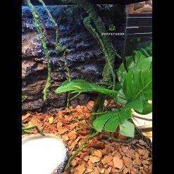 Chuồng Kính Bò Sát - Chuồng Nuôi D60 x R40cm