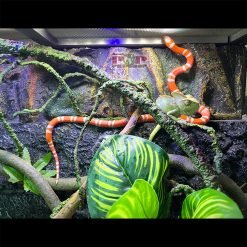 Chuồng Kính Bò Sát - Chuồng Nuôi D60 x R40